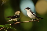 Lejsek belokrky - Ficedula albicollis - Collared Flycatcher 6147